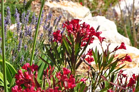 Plantations rocaille SAINT PALAIS SUR MER